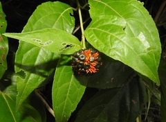 Tilesia baccata