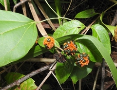 Tilesia baccata