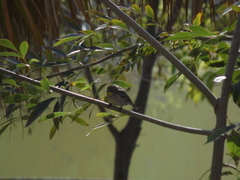 Setophaga coronata auduboni
