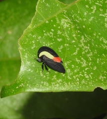 Membracis sanguineoplaga