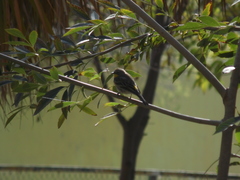 Setophaga coronata auduboni