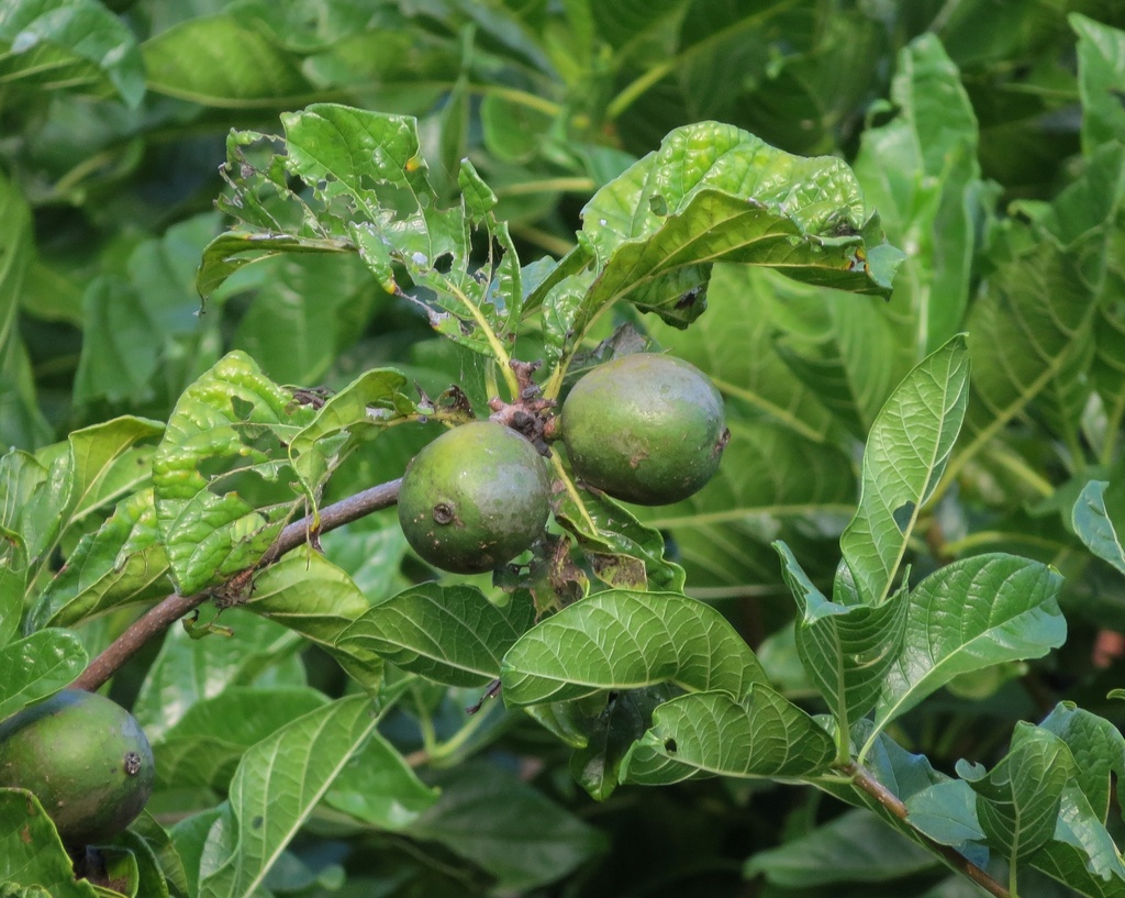 Tocoyena sellowiana