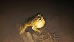 Incilius coniferus