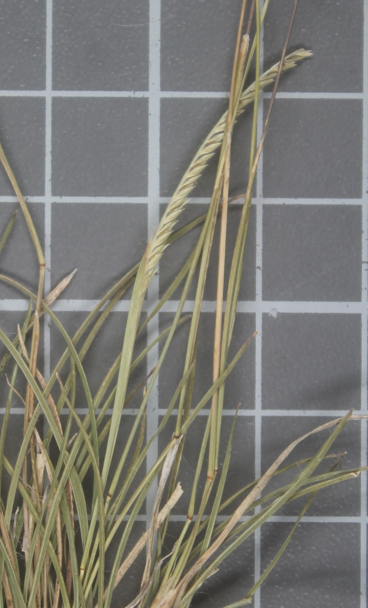Microchloa