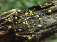 Trichoderma gelatinosum