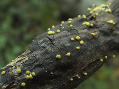 Trichoderma gelatinosum