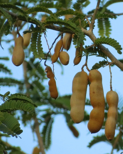 Tamarindus indica