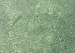 Acanthurus bahianus