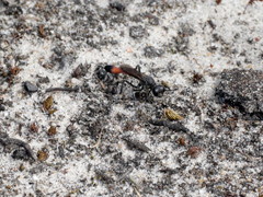 Ammophila sabulosa