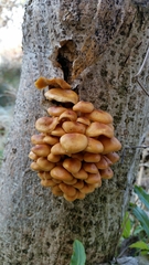 Fungi