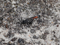 Ammophila sabulosa