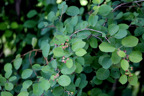Varpinė medlieva nuotrauka