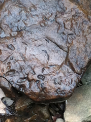 Continenticola