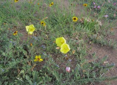 Oenothera grandis