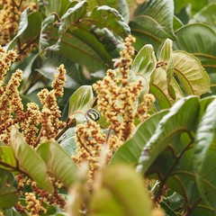 Nothodanis schaeffera