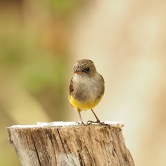 Eopsaltria flaviventris