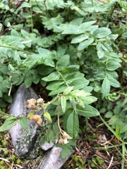 Polemonium pulcherrimum delicatum