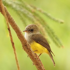 Eopsaltria flaviventris