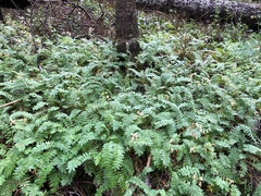 Polemonium pulcherrimum delicatum