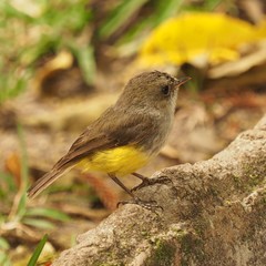 Eopsaltria flaviventris