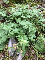 Polemonium pulcherrimum delicatum