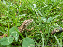 Anolis heterodermus