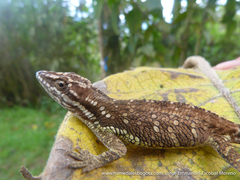 Anolis heterodermus
