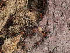 Formica sanguinea