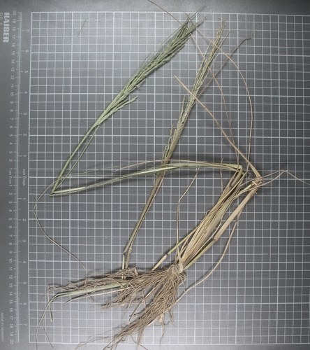 Diplachne fusca