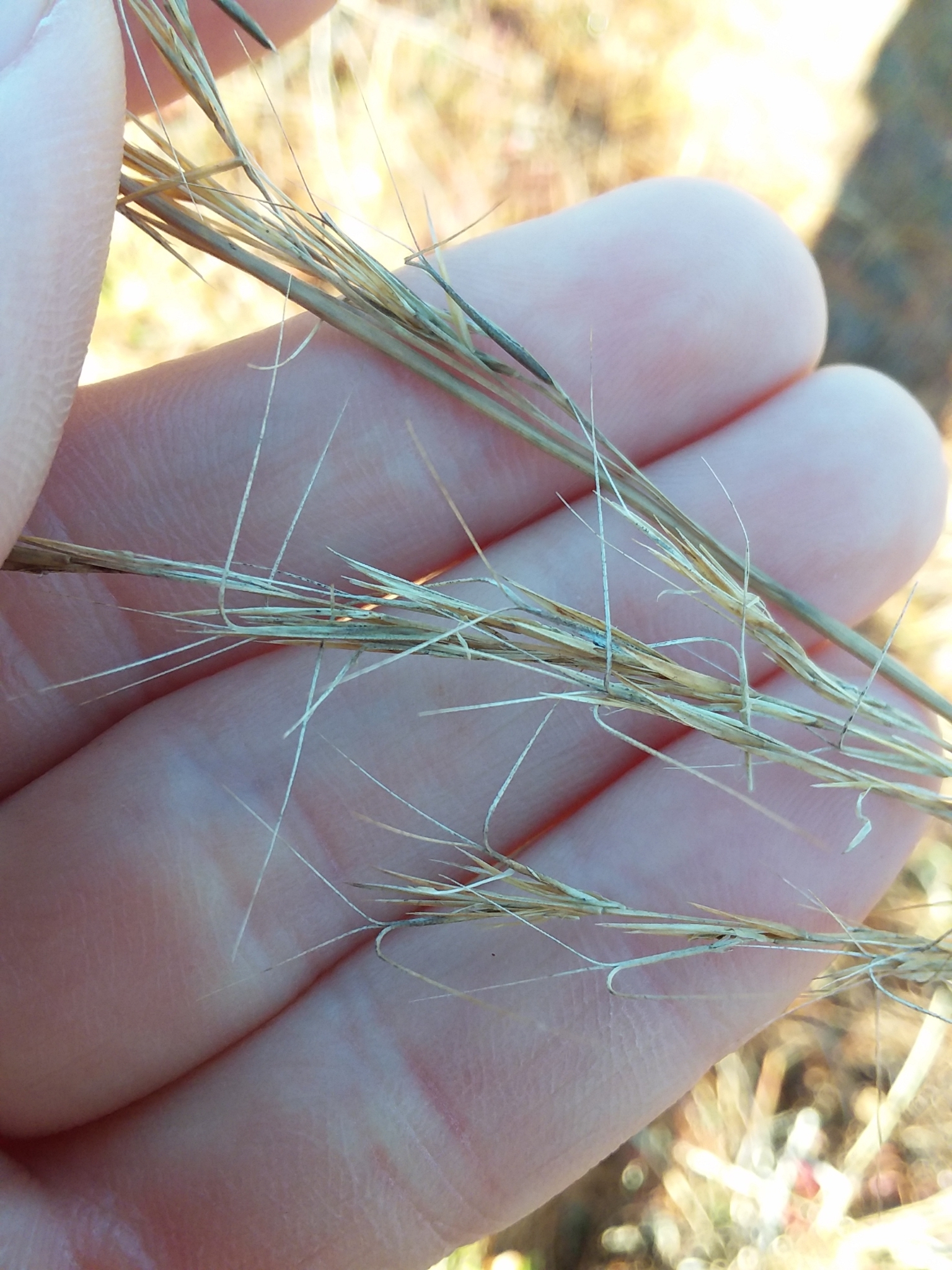 Aristida condensata