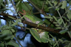 Furcifer balteatus
