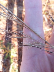 Aristida condensata