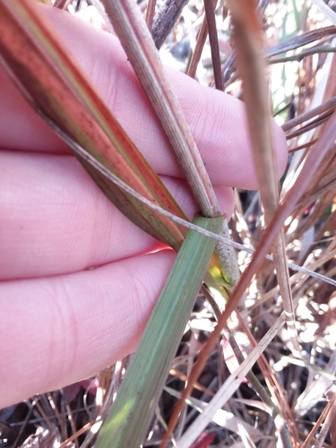 Image of Big Three-Awn (Aristida condensata) by (c) Will McFarland, some rights reserved (CC BY)