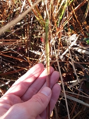 Aristida condensata