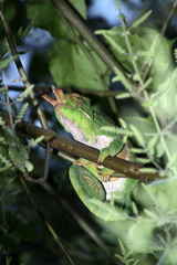 Furcifer balteatus