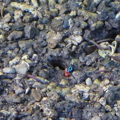 Paraleptuca crassipes