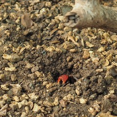 Paraleptuca crassipes