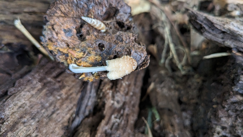Coprinellus domesticus · June 2023 · photo: © atsushi_nakajima_cirque (iNaturalist, cc-by)