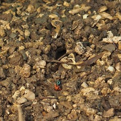 Paraleptuca crassipes