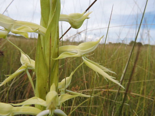 Centrostigma clavatum image