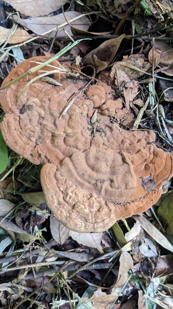 Ganoderma applanatum · June 2023 · photo: © atsushi_nakajima_cirque (iNaturalist, cc-by)