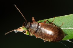 Isomira