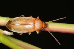 Isomira