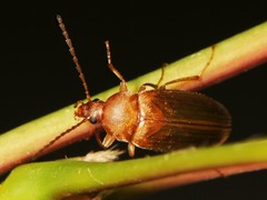 Isomira