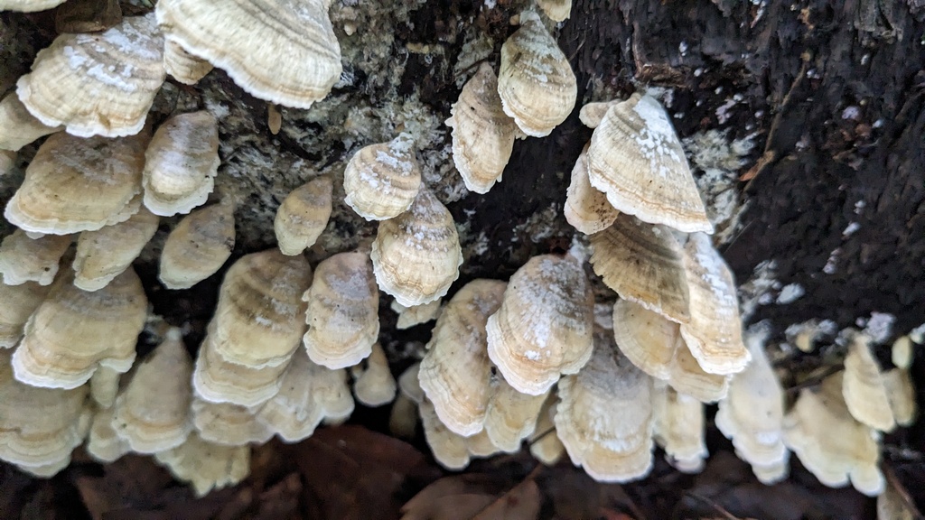 Trichaptum biforme · June 2023 · photo: © atsushi_nakajima_cirque (iNaturalist, cc-by)