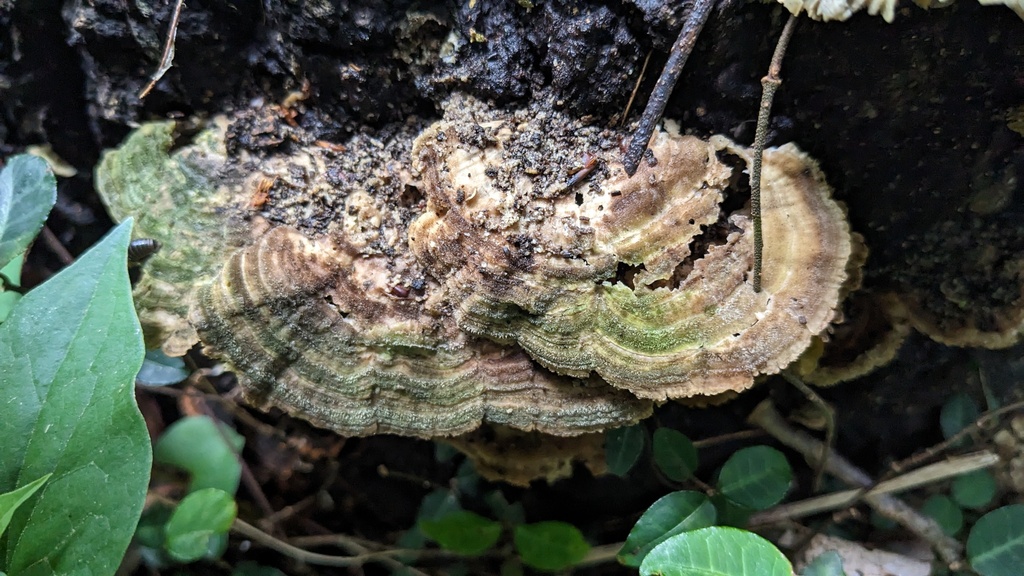 Trametes betulina · June 2023 · photo: © atsushi_nakajima_cirque (iNaturalist, cc-by)