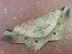 Chiasmia monticolaria