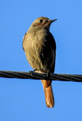 Phoenicurus ochruros