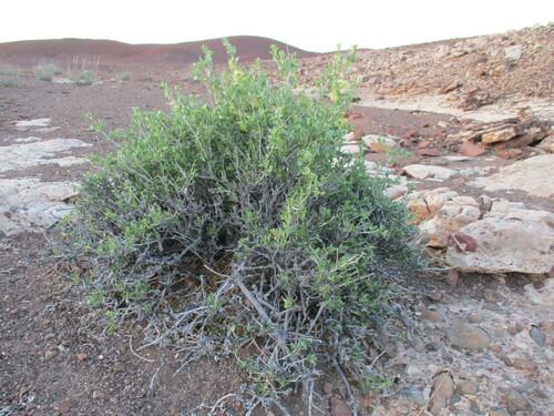 Image of Petalidium giessii by no rights reserved