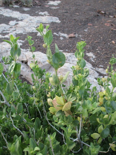 Image of Petalidium giessii by no rights reserved
